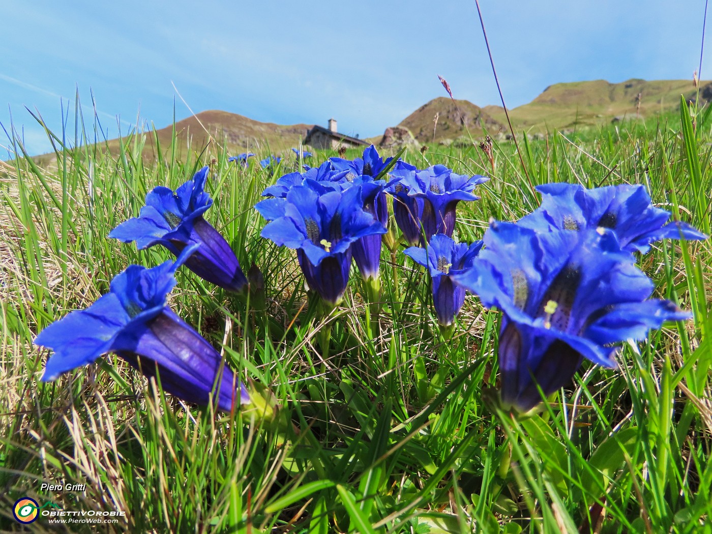 06 Gentiana acaulis (Genziana di Koch).JPG